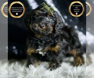 YorkiePoo Puppy for sale in WARSAW, IN, USA