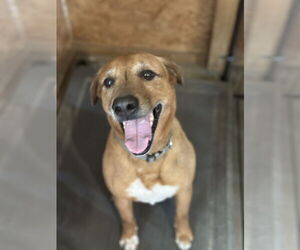 Mutt Dogs for adoption in Garner, NC, USA