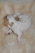 Small Photo #3 Cavapoo Puppy For Sale in PHOENIX, AZ, USA
