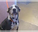 Small Australian Shepherd-German Shepherd Dog Mix