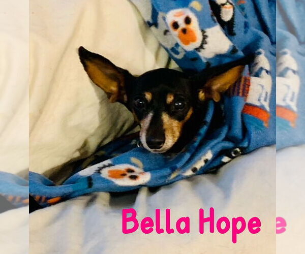 Medium Photo #57 Dachshund-Unknown Mix Puppy For Sale in San Antonio, TX, USA