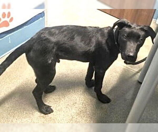 Medium Photo #1 Labrador Retriever Puppy For Sale in Houston, TX, USA