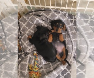 Dachshund Puppy for sale in MADISONVILLE, TN, USA