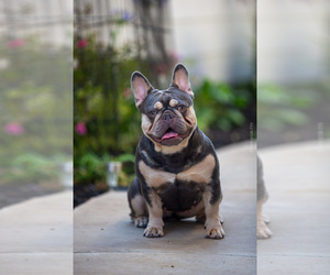French Bulldog Puppy for sale in OXNARD, CA, USA