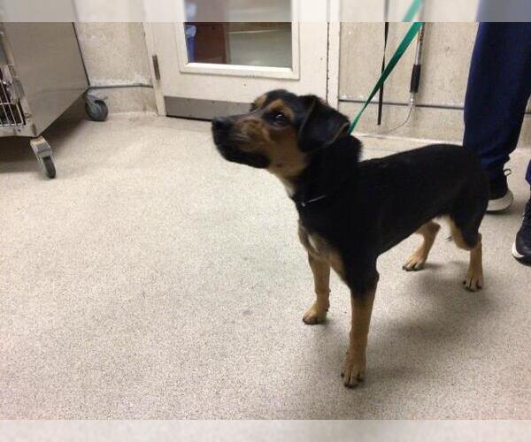 Medium Photo #1 Mutt Puppy For Sale in Riverside, CA, USA