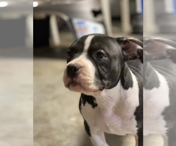 Medium Photo #2 American Bully Puppy For Sale in WORCESTER, MA, USA