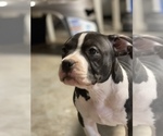 Small Photo #2 American Bully Puppy For Sale in WORCESTER, MA, USA