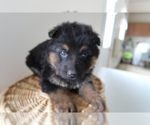 German Shepherd Dog Puppy for sale in SOUTH BEND, IN, USA