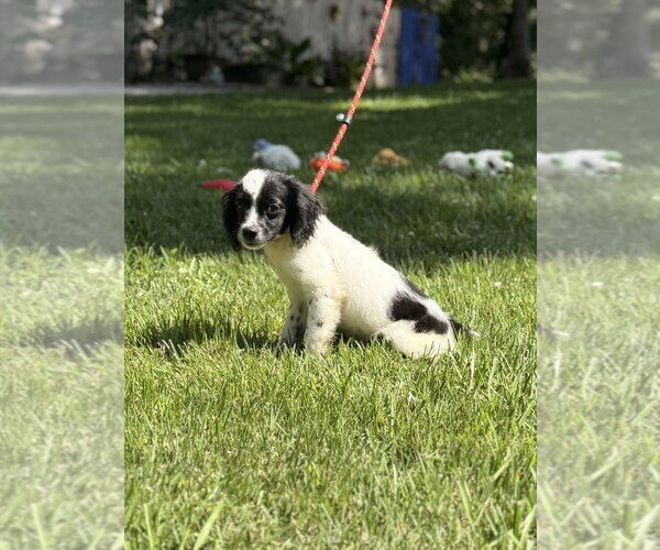 Medium Photo #2 Labrador Retriever Puppy For Sale in Yardley, PA, USA
