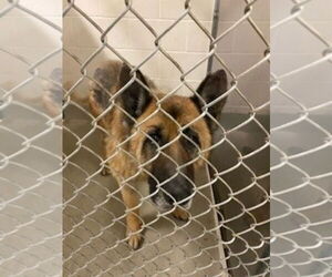 German Shepherd Dog Dogs for adoption in Petaluma, CA, USA