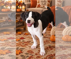 Oreo - Male American Pit Bull Terrier Dog for Adoption - Photo #2