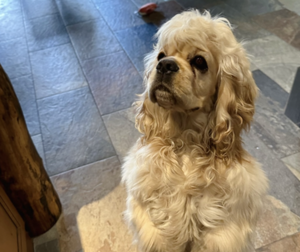 Medium Photo #1 Cockapoo (Miniature) Puppy For Sale in BUCKLEY, WA, USA