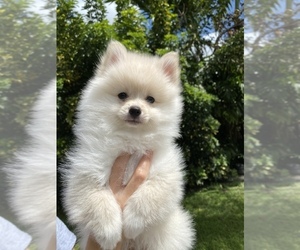 Pomeranian Puppy for sale in CORAL SPRINGS, FL, USA