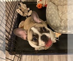 Small Photo #5 French Bulldog Puppy For Sale in KENNER, LA, USA
