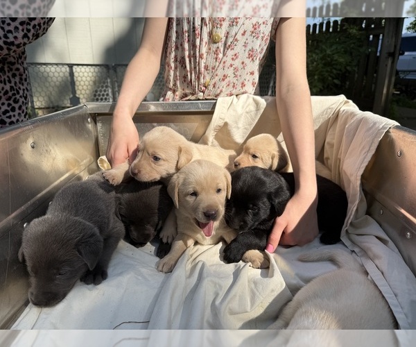 Medium Photo #3 Labrador Retriever Puppy For Sale in ROGERSVILLE, MO, USA