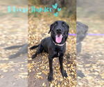Small #1 Labrador Retriever Mix