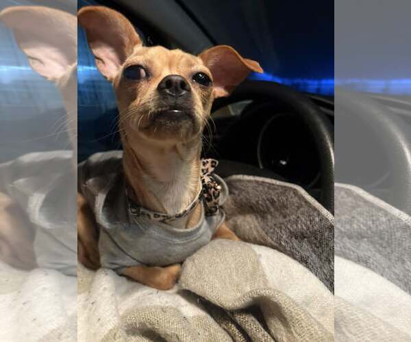 Medium Photo #3 Chug Puppy For Sale in Visalia, CA, USA