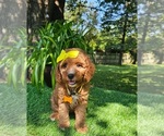 Daphne - Female Goldendoodle mix (+ Poodle Toy) Puppy for Sale - Photo #3