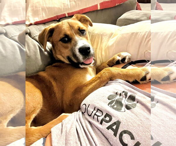 Medium Photo #2 Mutt Puppy For Sale in New London, WI, USA