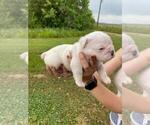 Small Photo #8 Olde English Bulldogge Puppy For Sale in EUNICE, LA, USA