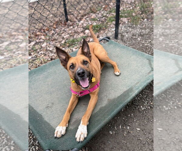 Medium Photo #5 Mutt Puppy For Sale in Elmsford, NY, USA