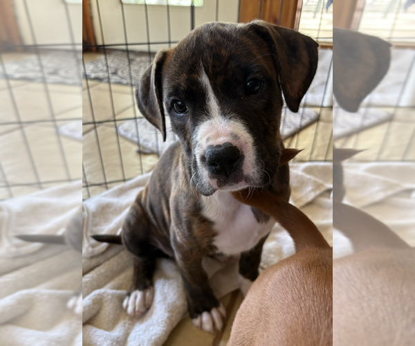 Medium Photo #1 Mutt Puppy For Sale in Candler, NC, USA