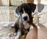 Small Mutt