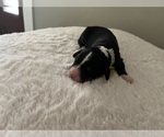 Small Photo #47 Bernedoodle Puppy For Sale in MARTINSVILLE, IN, USA