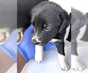 A661735 - Male Labrador Retriever-Unknown Mix Dog for Adoption - Photo #2