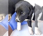 Small Photo #2 Labrador Retriever-Unknown Mix Puppy For Sale in Houston, TX, USA