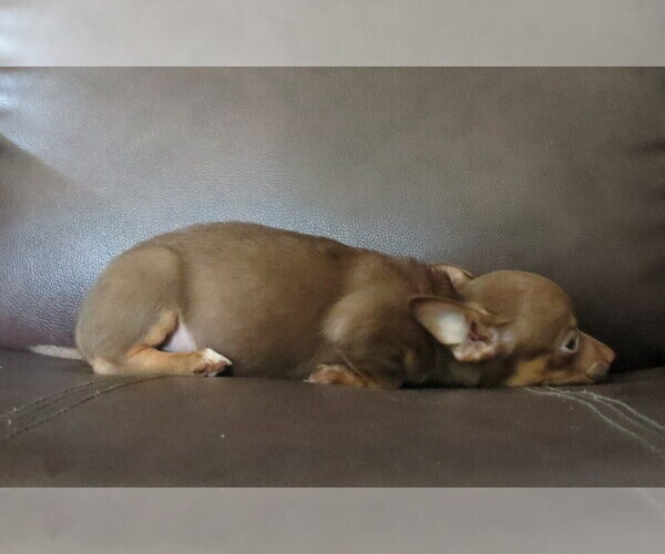 Medium Photo #14 Chihuahua Puppy For Sale in HAYES, VA, USA
