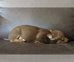 Small #13 Chihuahua