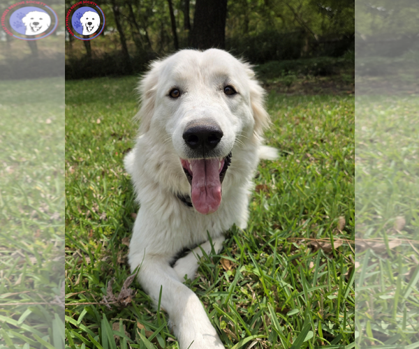 Medium Photo #1 Great Pyrenees Puppy For Sale in Spring, TX, USA