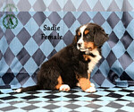 Small Photo #39 Bernese Mountain Dog Puppy For Sale in HARRISONBURG, VA, USA