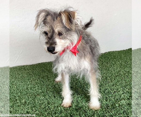 Medium Photo #3 Silky Terrier-Unknown Mix Puppy For Sale in San Diego, CA, USA