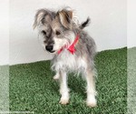 Small #2 Silky Terrier Mix