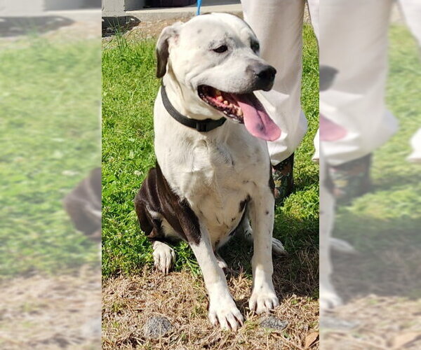 Medium Photo #3 Bulldog-Unknown Mix Puppy For Sale in Wetumpka, AL, USA