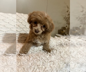 Morkie Poo (Miniature) Puppy for sale in DUNNELLON, FL, USA