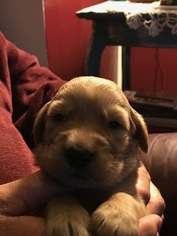 Golden Retriever Puppy for sale in WINAMAC, IN, USA