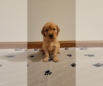 Small Photo #1 Golden Retriever Puppy For Sale in DECATUR, IL, USA