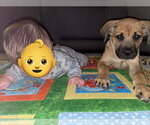 Small #2 Mutt