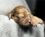 Small Photo #8 Goldendoodle Puppy For Sale in HOWARD CITY, MI, USA