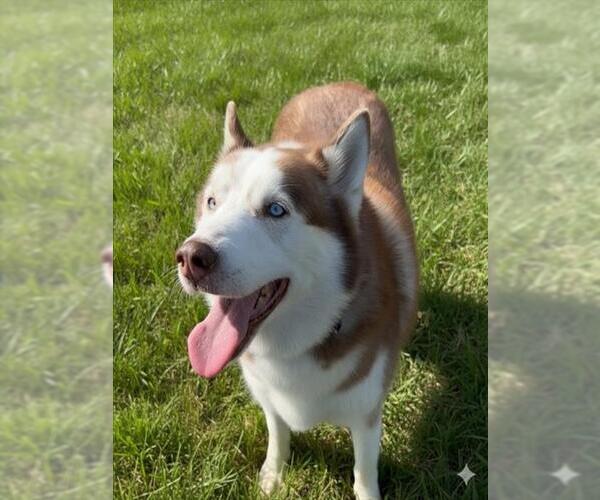 Medium Photo #2 Siberian Husky Puppy For Sale in Derwood, MD, USA