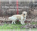 Small Photo #17 Golden Retriever Puppy For Sale in ABERDEEN, NC, USA