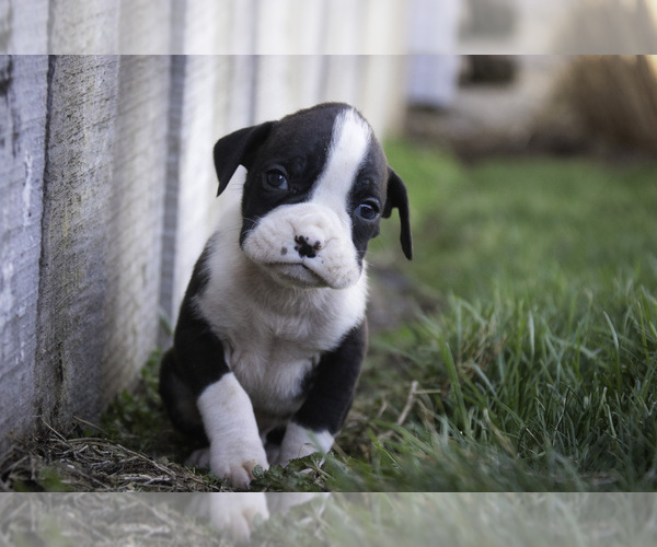 Medium Photo #6 Boxer Puppy For Sale in SHIPSHEWANA, IN, USA