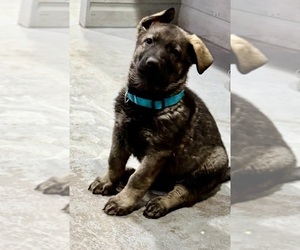 German Shepherd Dog Puppy for sale in BRIGHTON, CO, USA