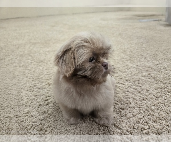 Medium Photo #3 Shih Tzu Puppy For Sale in CARLYLE, IL, USA