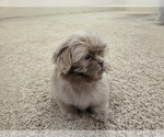 Small #2 Shih Tzu