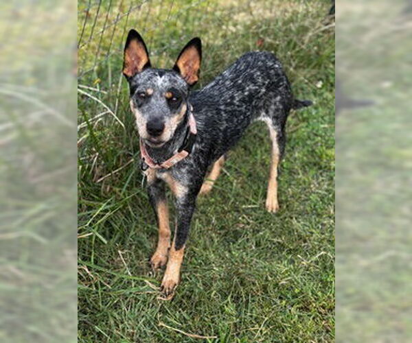 Medium Photo #1 Mutt Puppy For Sale in Garden City, NY, USA