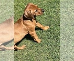 Small #4 Rhodesian Ridgeback